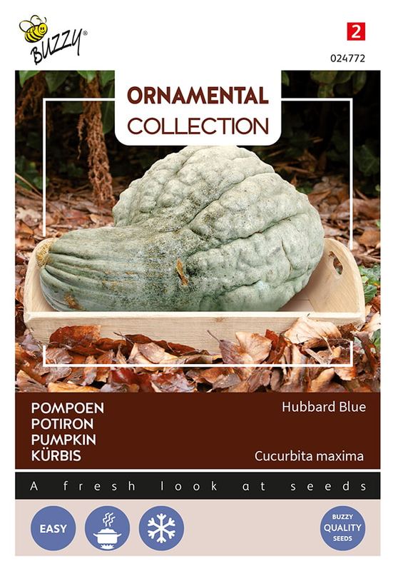 Buzzy® Ornamental Pompoen Hubbard Large Blue