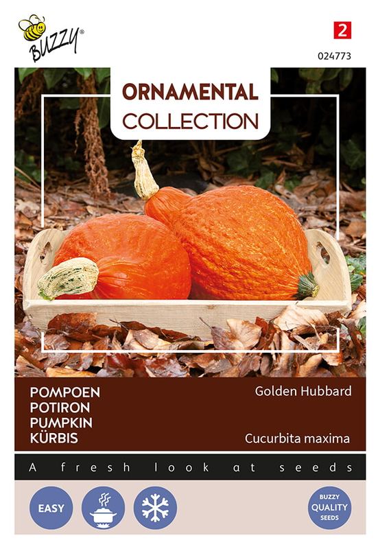 Buzzy® Ornamental Pompoen Golden Hubbard