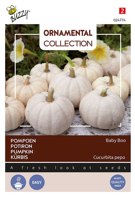 Buzzy® Ornamental Potiron Baby Boo