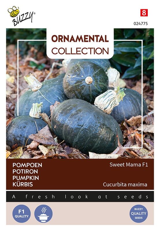 Buzzy® Ornamental Potiron Sweet Mama F1