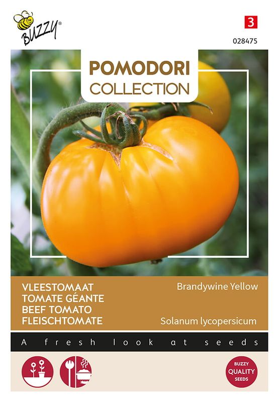 Buzzy® Pomodori Grappa Gialla