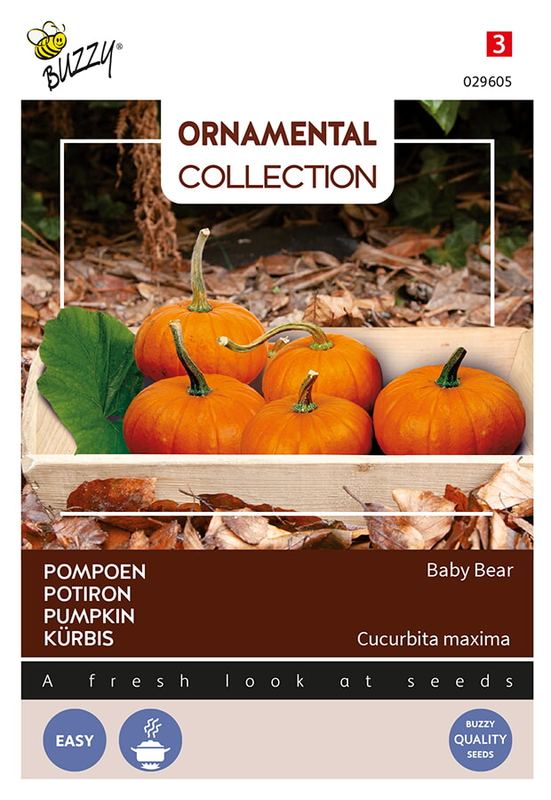 Buzzy® Ornamental Wintersquash Baby Bear