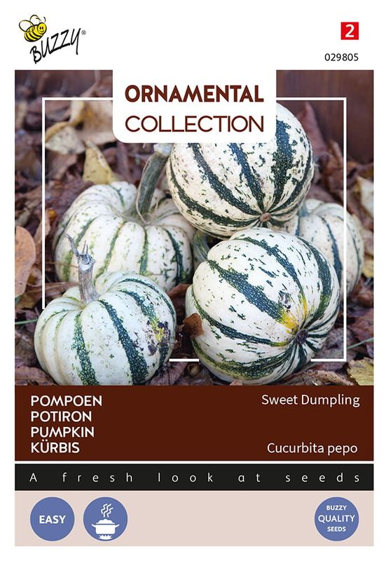 Buzzy® Ornamental Wintersquash Sweet Dumpling