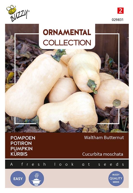 Buzzy® Ornamental Wintersquash Waltham Butternut