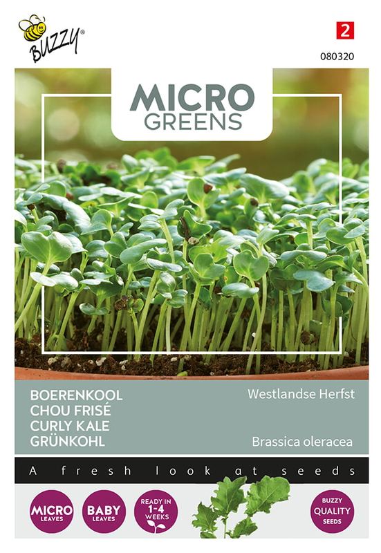 Buzzy® Microgreens Chou frisé