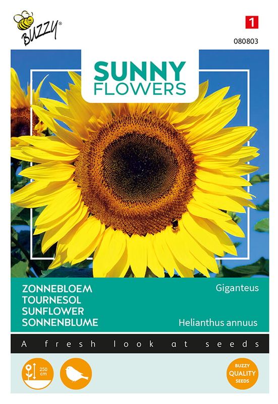 Buzzy® Sunny Flowers, Reuzenzonnebloem Giganteus
