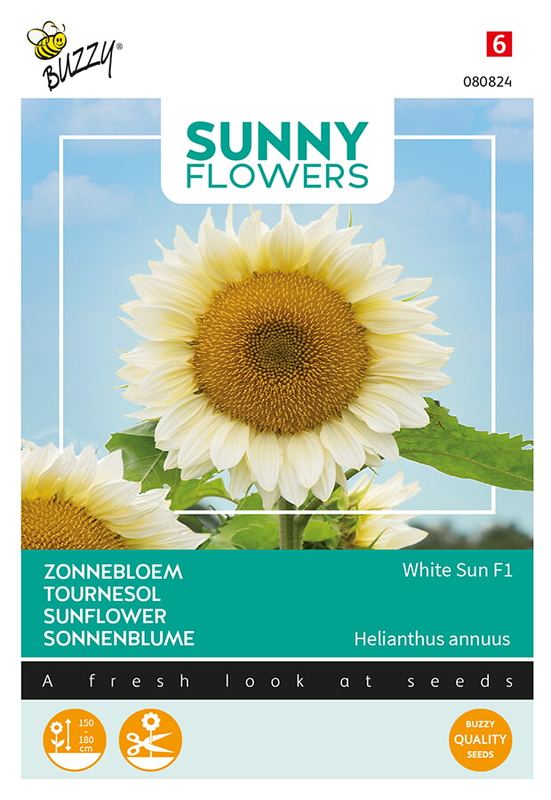 Buzzy® Sunny Flowers, Zonnebloem White Sun of Day