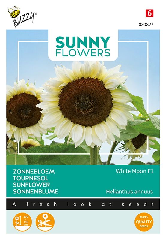 Buzzy® Sunny Flowers, Zonnebloem White Moon of Night