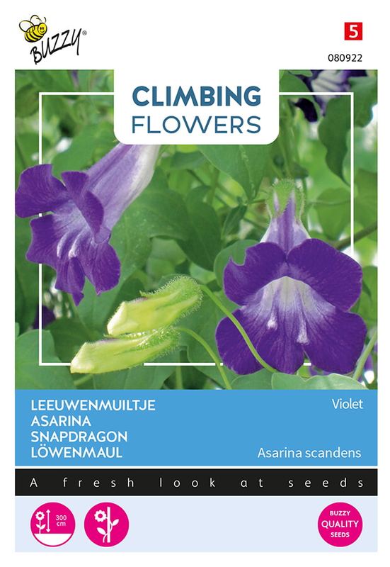 Buzzy® Flowering Climbers Asarina Violet