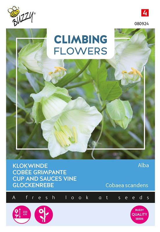 Buzzy® Flowering Climbers Cobaea Alba Wit