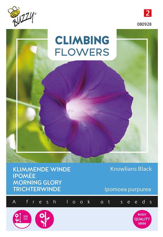 Buzzy® Flowering Climbers Ipomoea Knowlians Black