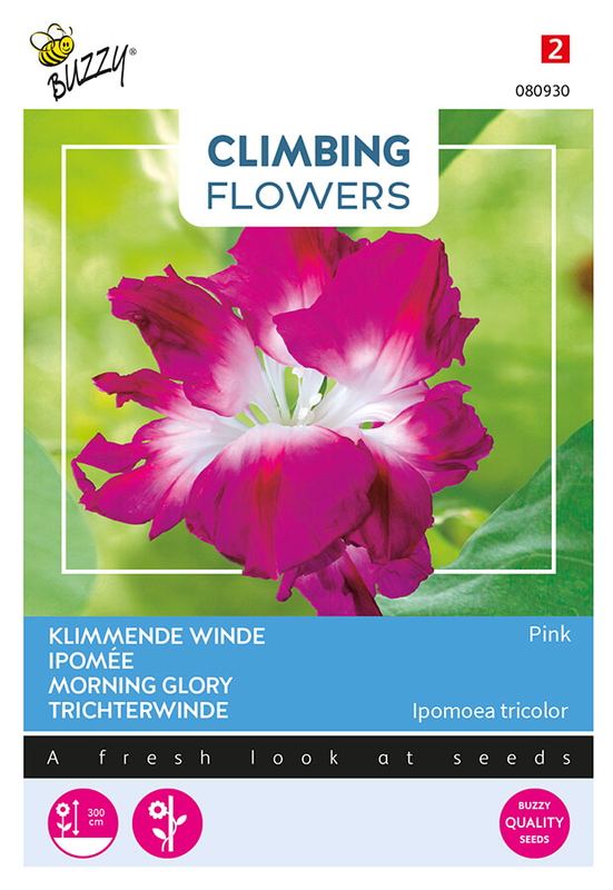 Buzzy® Flowering Climbers Ipomoea Dubbel Rose