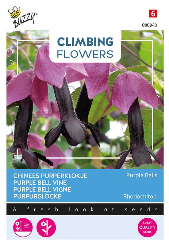 Buzzy® Flowering Climbers Rhodochiton Purple Bells