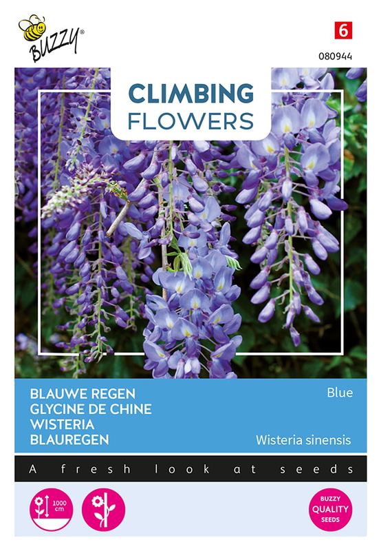 Buzzy® Flowering Climbers Wisteria Blauw