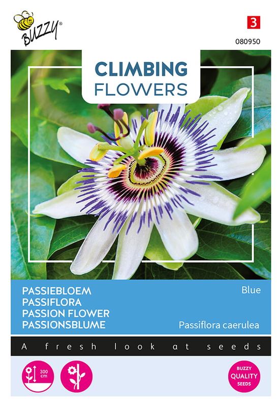 Buzzy® Flowering Climbers Passiflora blauw