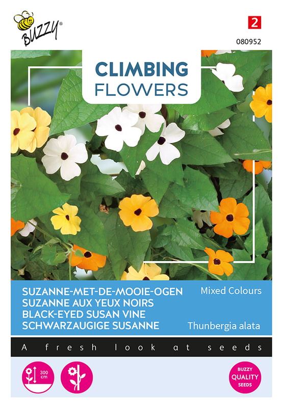 Buzzy® Flowering Climbers Thunbergia mixed