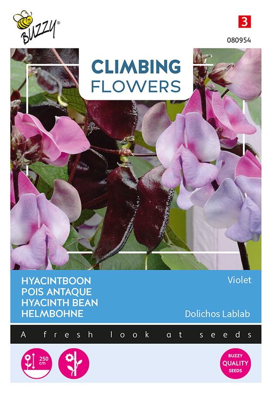 Buzzy® Flowering Dolichos lablab Violet