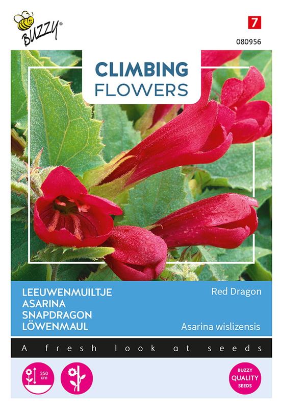 Buzzy® Flowering Asarina Red Dragon