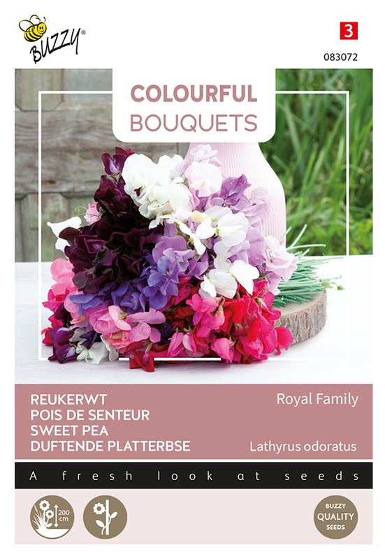Colorful Bouquets, Royal Family (lathyrus)