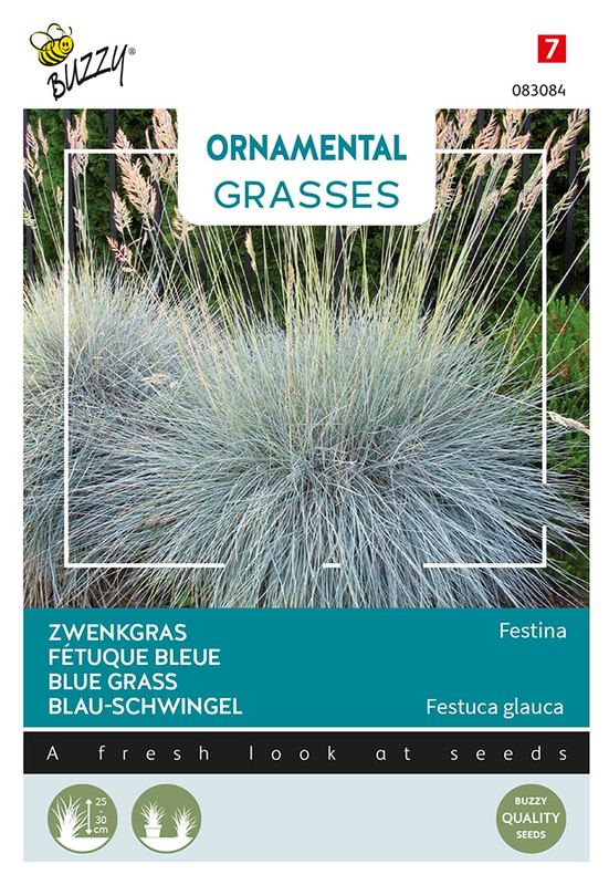 Buzzy® Ornamental Grasses, Festuca glauca 'Blaue Auslese'