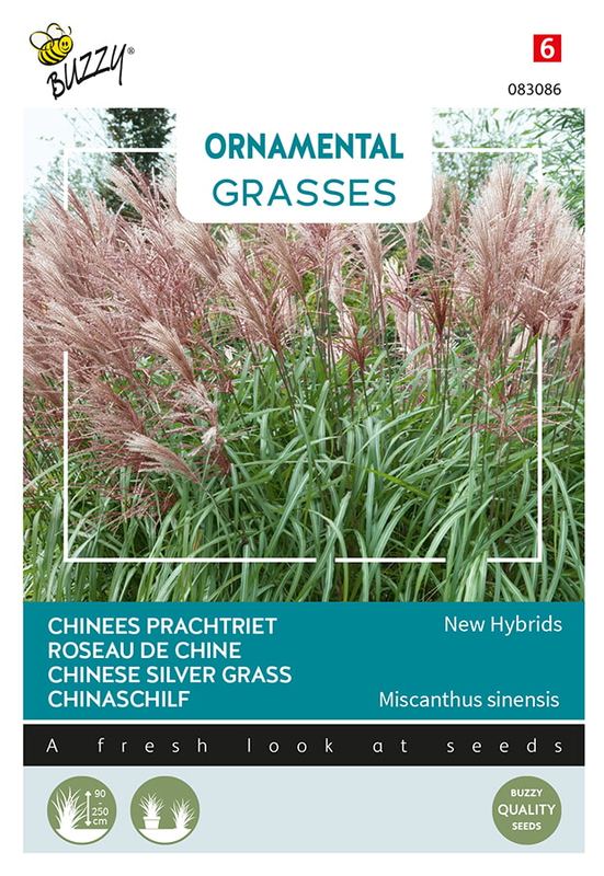 Buzzy® Ornamental Grasses, Miscanthus sinensis Neue Hybriden