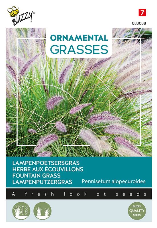 Buzzy® Ornamental Grasses, Pennisetum alopecuriodes