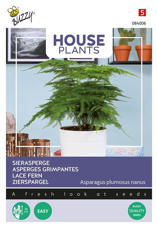 Buzzy® House Plants Asparagus plumosus nanus
