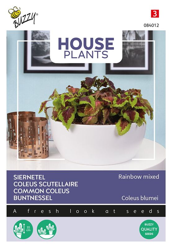 Buzzy® House Plants Coleus Rainbow mix