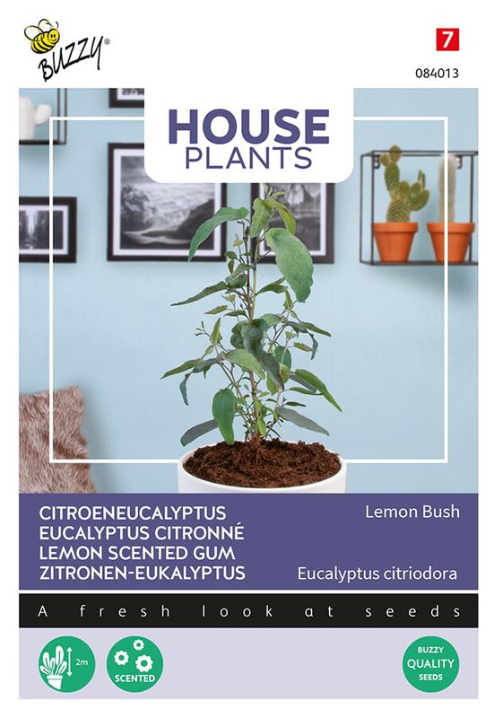 Buzzy® House Plants Eucalypthus citriodora Lemon Bush