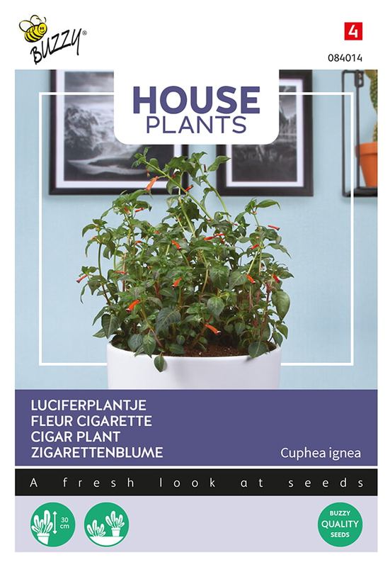 Buzzy® House Plants Cuphea Luciferplantje