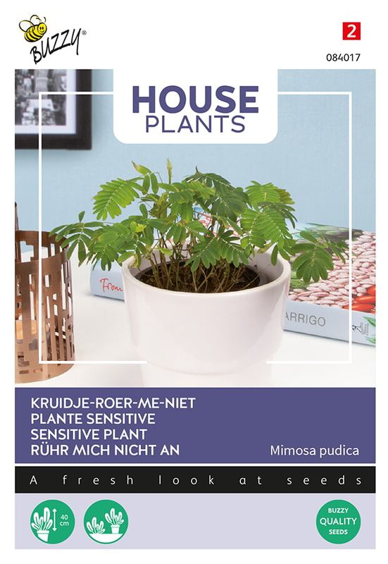 Buzzy® House Plants Mimosa pudica - kruidje roer me niet