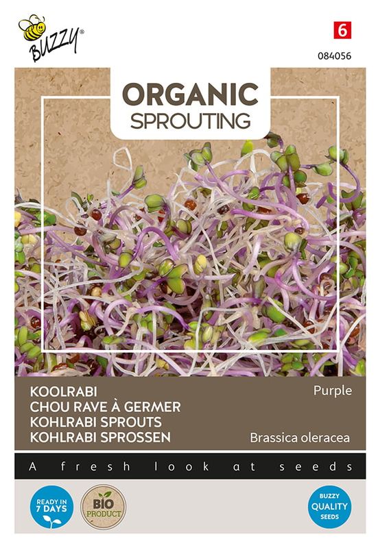 Buzzy® Organic Sprouting Koolrabi rood (BIO)