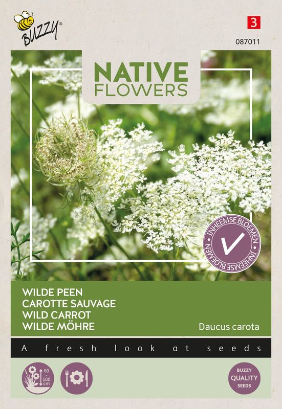 Buzzy® Native Flowers Indigène Daucus carota, Wilde Peen