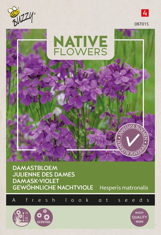 Buzzy® Native Flowers Inheems Hesperis matronalis, Damastbloem