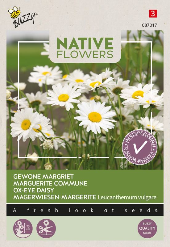 Buzzy® Native Flowers Inheems Leucanthemum vulgare, Margriet