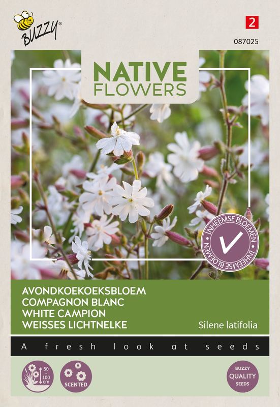 Buzzy® Native Flowers Indigène Silene latifolia, Avondkoekoeksbloem