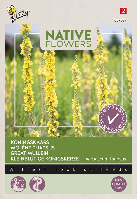 Buzzy® Native Flowers Inheems Verbascum thapsus, Koningskaars